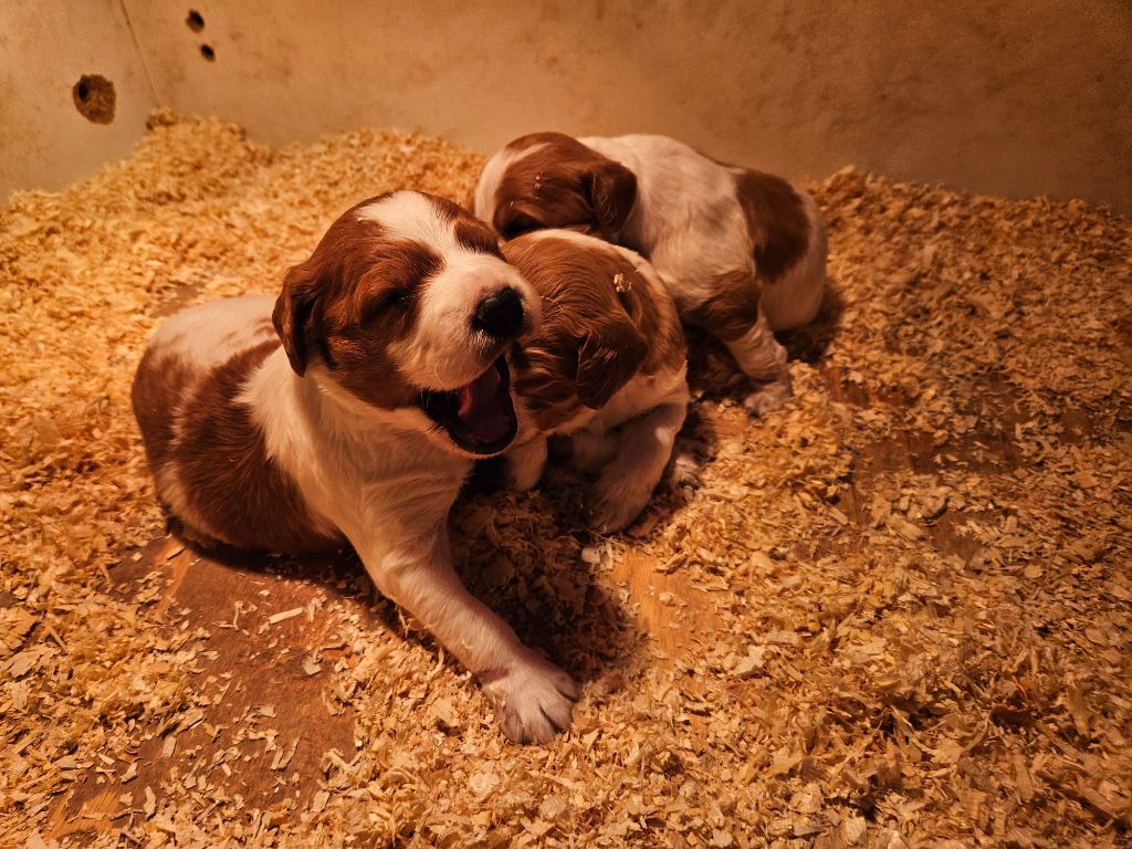 chiot Epagneul Breton Des Plateaux De Layabaner