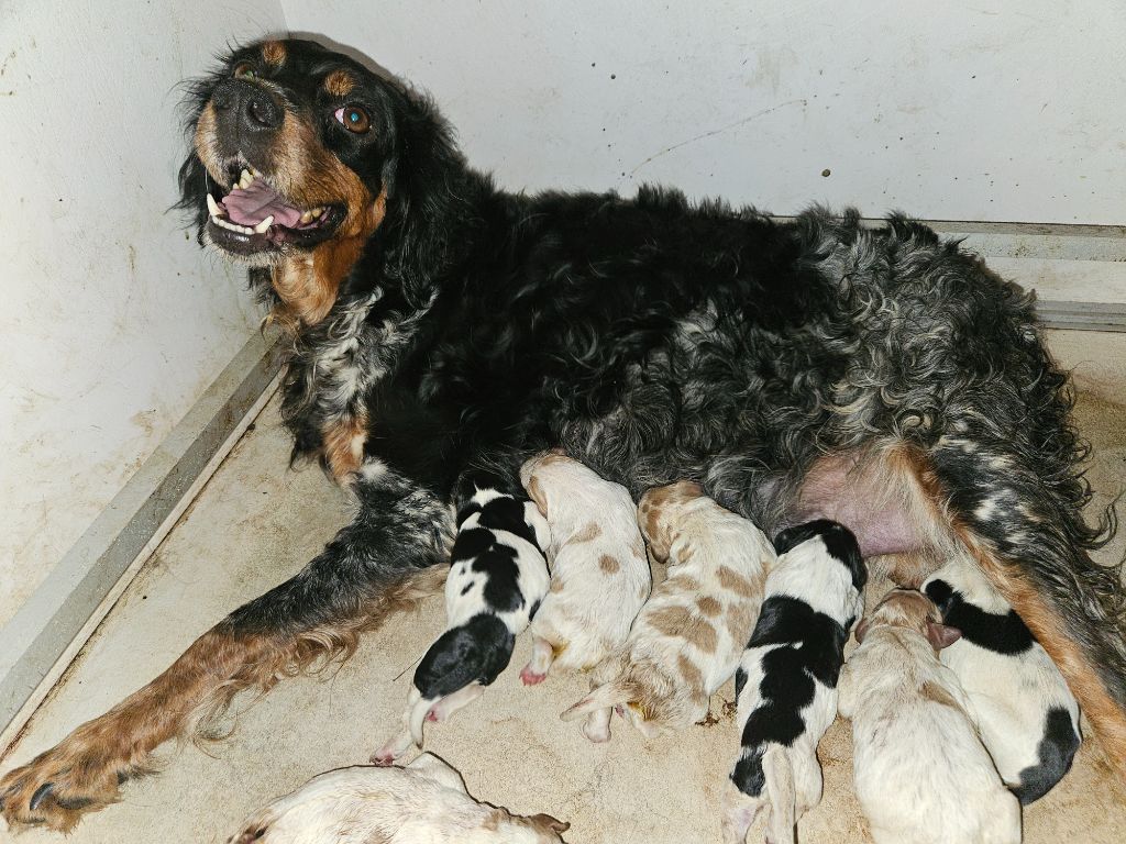 chiot Epagneul Breton Des Plateaux De Layabaner