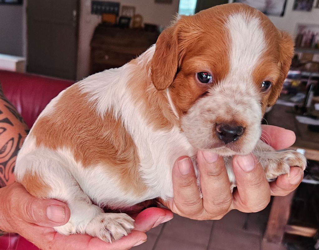 Des Plateaux De Layabaner - Chiots disponibles - Epagneul Breton