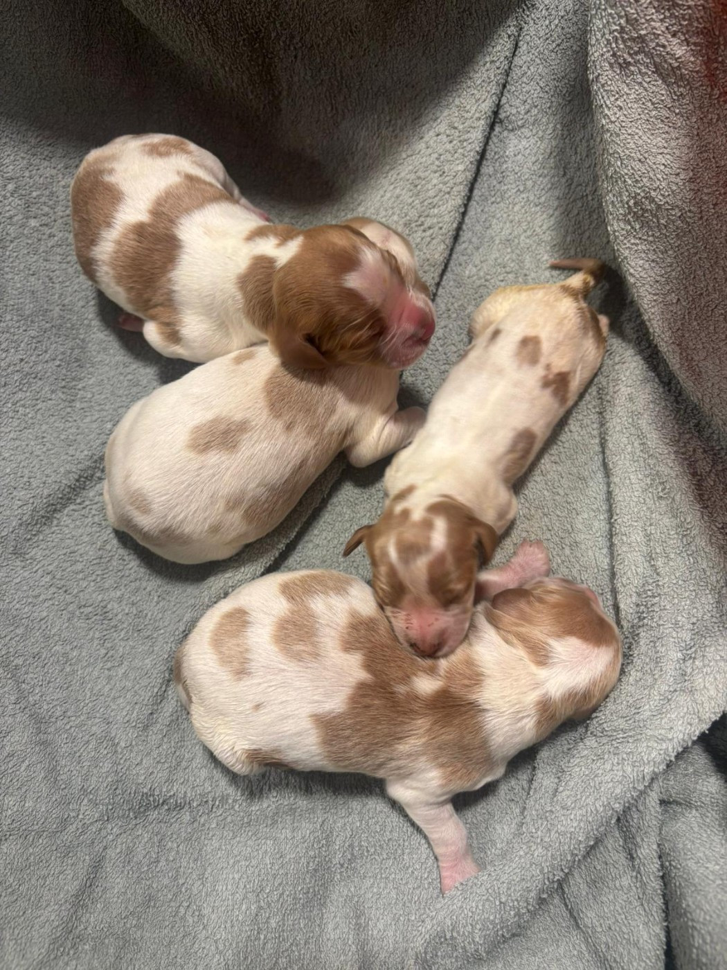 Des Plateaux De Layabaner - Chiots disponibles - Epagneul Breton