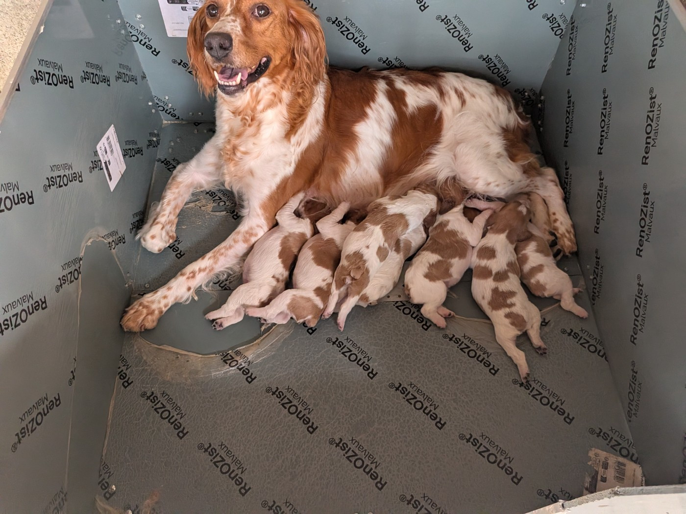 Des Plateaux De Layabaner - Chiots disponibles - Epagneul Breton
