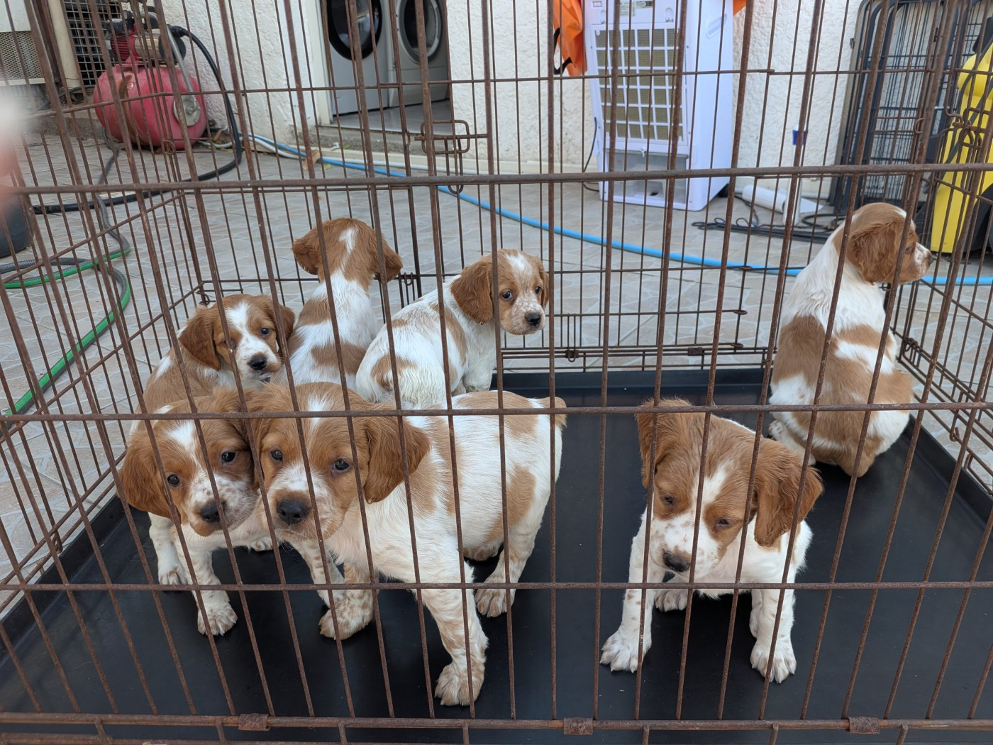 Des Plateaux De Layabaner - Chiots disponibles - Epagneul Breton