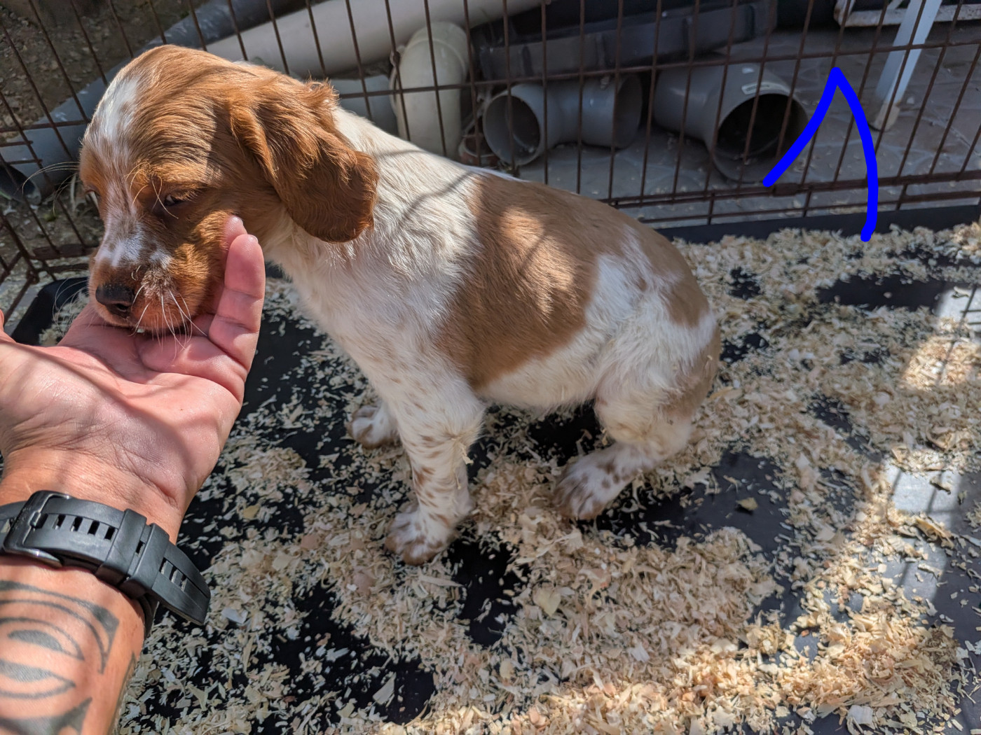 Des Plateaux De Layabaner - Chiots disponibles - Epagneul Breton