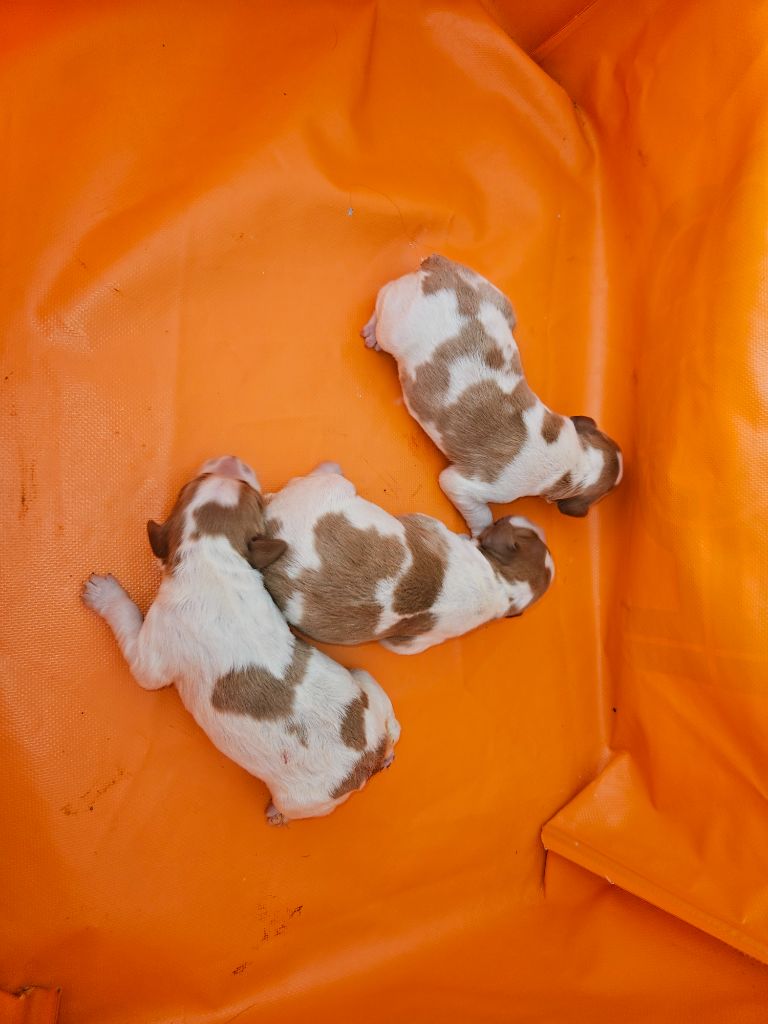 Des Plateaux De Layabaner - Epagneul Breton - Portée née le 17/10/2025