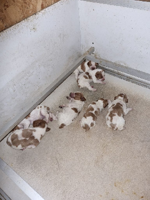 CHIOT