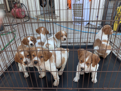 CHIOT 1