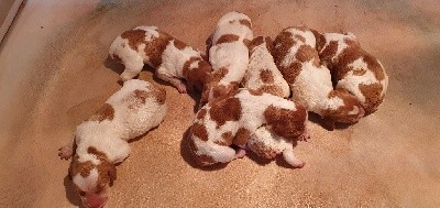 CHIOT