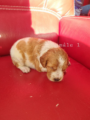 CHIOT
